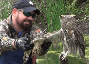 Man helps an owl tangled up in fishing wire