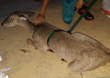 Deer is rescued from the water by alert bystanders