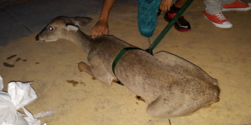 Deer is rescued from the water by alert bystanders