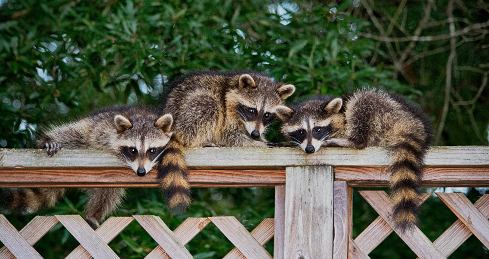 Check out these cool facts you never knew about raccoons
