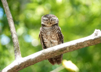 How can birds hold branches while sleeping?