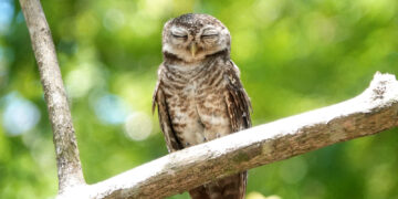 How can birds hold branches while sleeping?