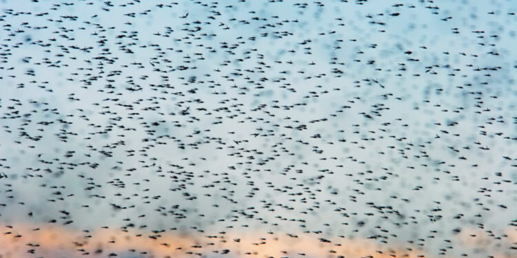 Insect Swarms Found to Generate Electric Charge Similar to Storm Clouds, Revolutionizing Our Understanding of the Atmosphere