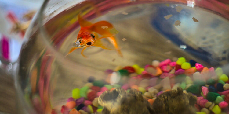 How to make a goldfish grow faster?
