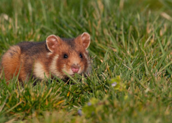 Are hamsters cannibals?