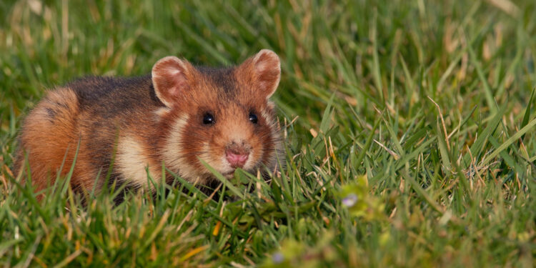 Are hamsters cannibals?