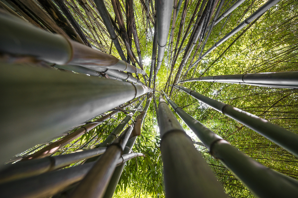 Why bamboo is incredible
