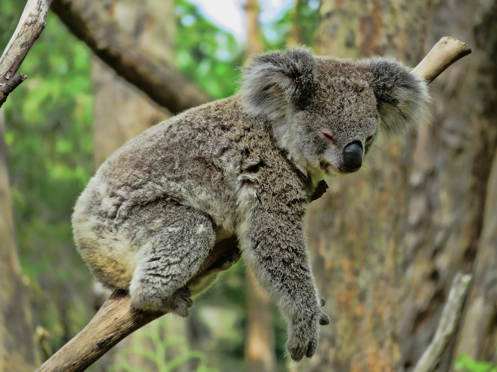 The myths about koala bears and the reality