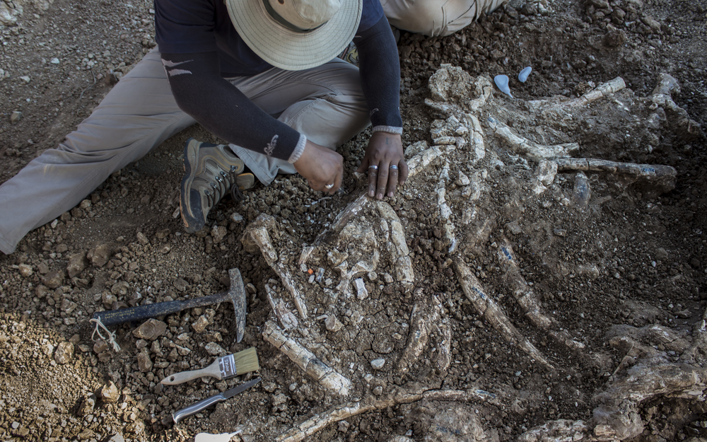 Are paleontologists making massive mistakes?