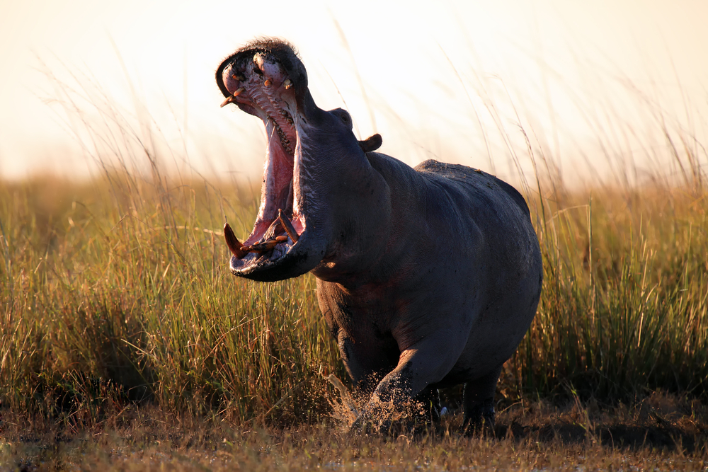Five fun facts about hippos