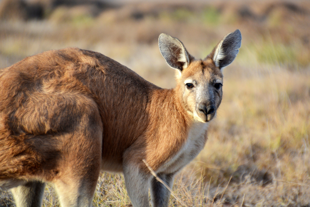 The beauty of language and the Kangaroo word