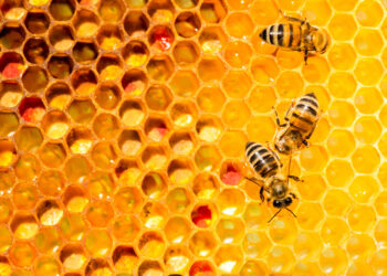 Is It True That Honey Is Bee Vomit?