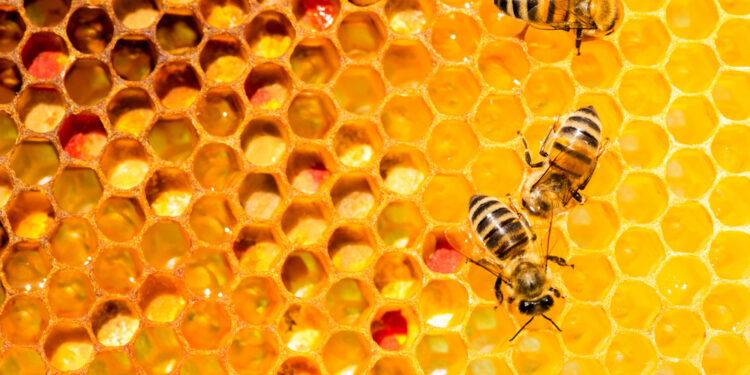 Is It True That Honey Is Bee Vomit?
