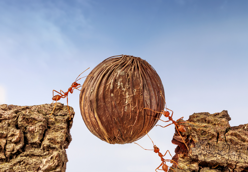 All ants vs all humans. Who weighs the most?