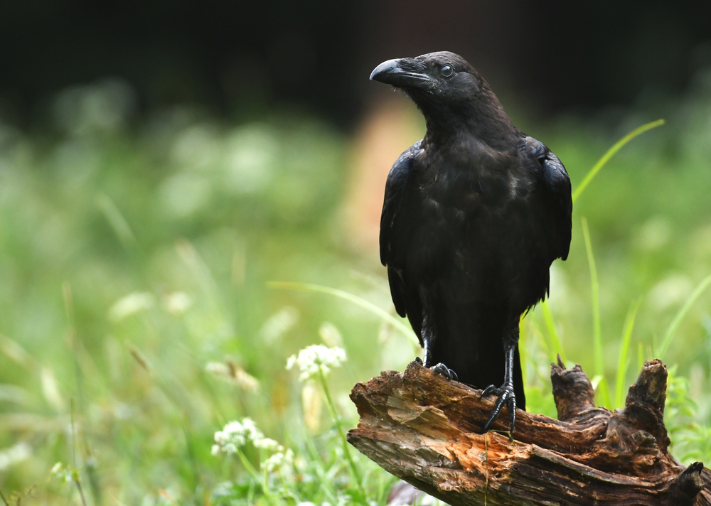 Can ravens feel empathy?