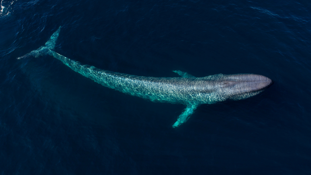 Just how big is a blue whale, really?