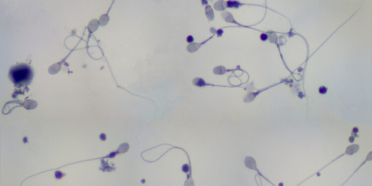 Cooperative Sperm Outperform Loners in the Mating Race